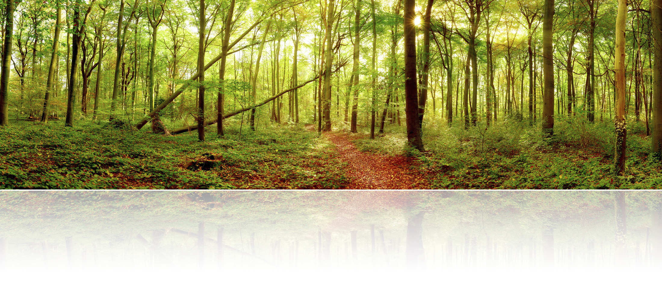 Ein Waldweg – Startfoto der Systemischen Praxis Kay Leutner