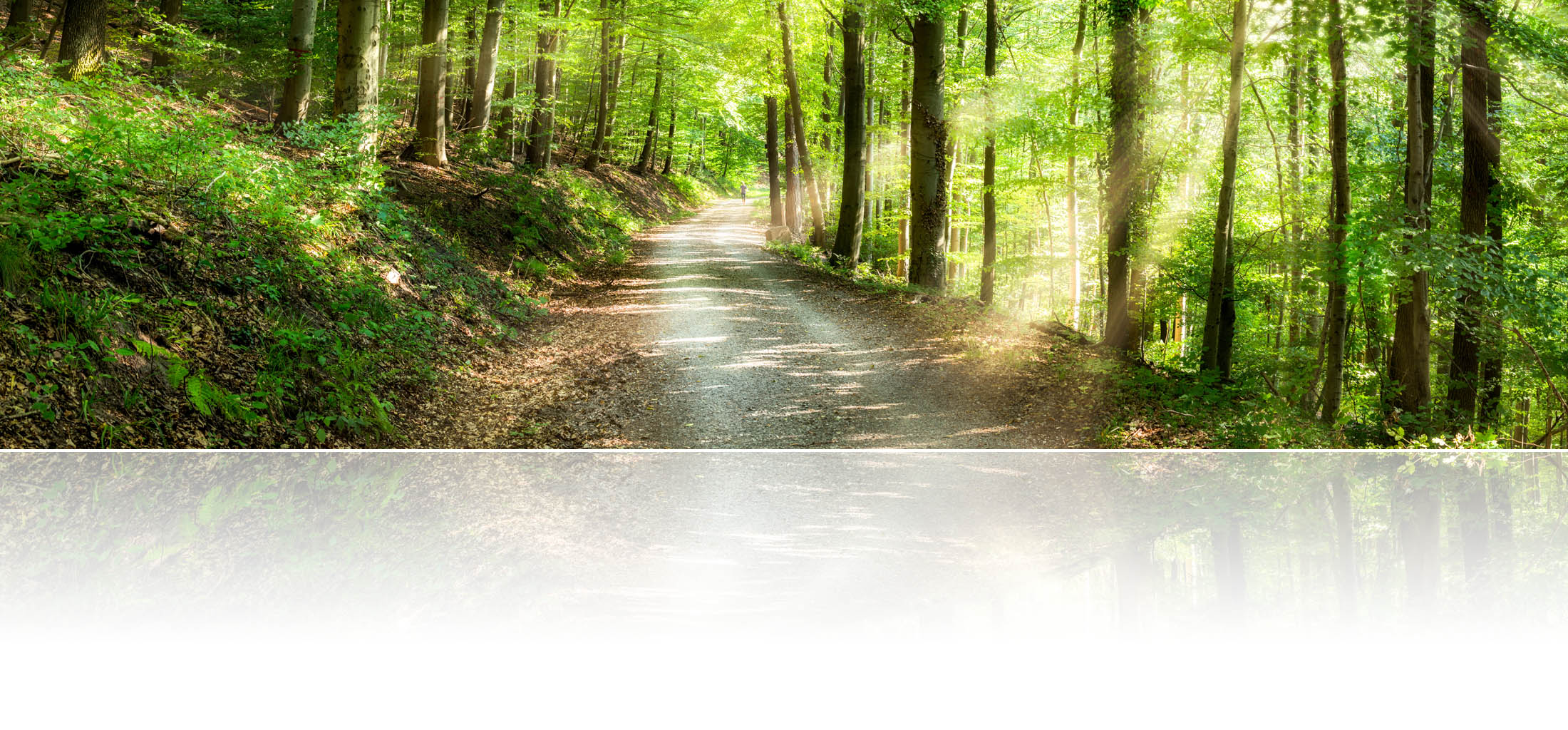Ein Waldweg – Symbolbild für Systemisches Coaching